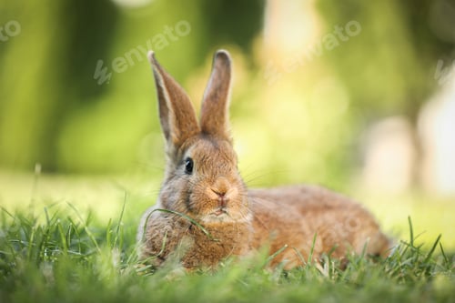 Preview: Cute fluffy rabbit on green grass outdoors