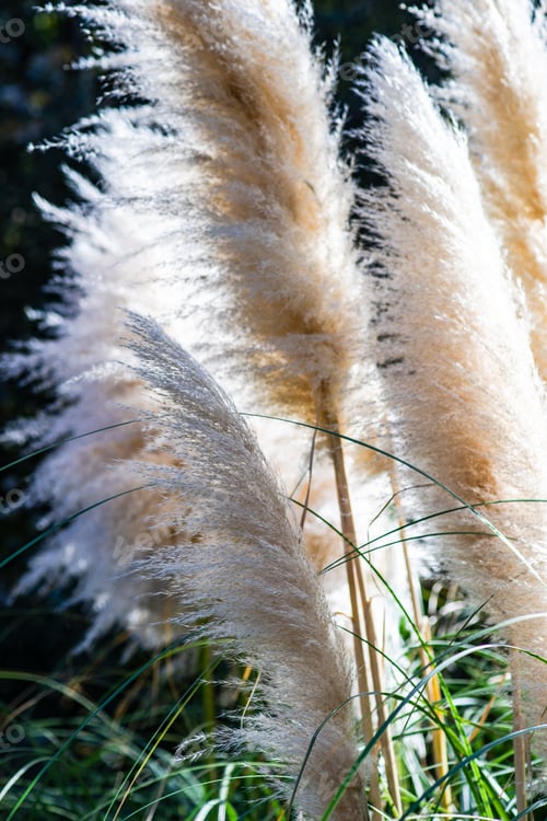 Preview: Marsh reed outdoor