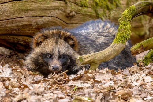 Preview: Raccoon dog resting