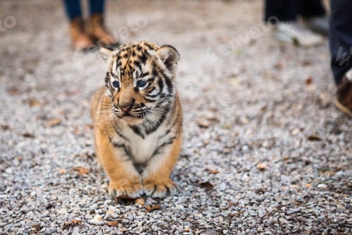 Preview: Walk with a baby tiger