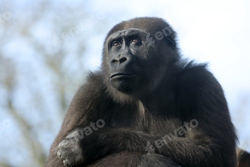 Preview: Close up shot of western lowland gorilla (Gorilla Gorilla Gorilla)