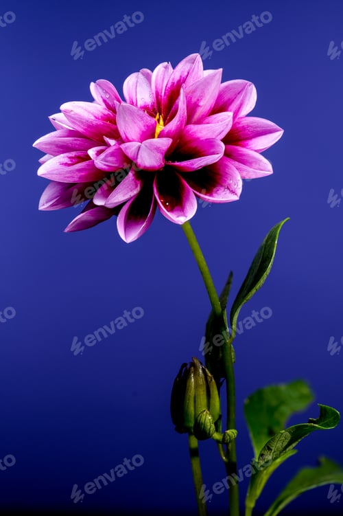 Preview: Blooming pink Dahlia on a blue background
