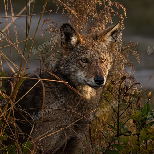 Preview: Beautiful red wolf stands in a grassy meadow, gazing off into the distance