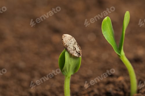 Preview: Little green seedlings growing in fertile soil, closeup