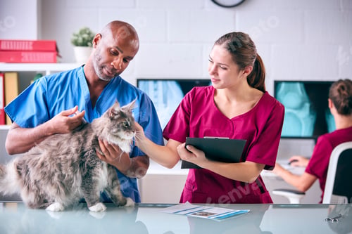 Preview: Male Vet And Female Trainee Veterinary Nurse Giving Pet Cat Injection In Surgery