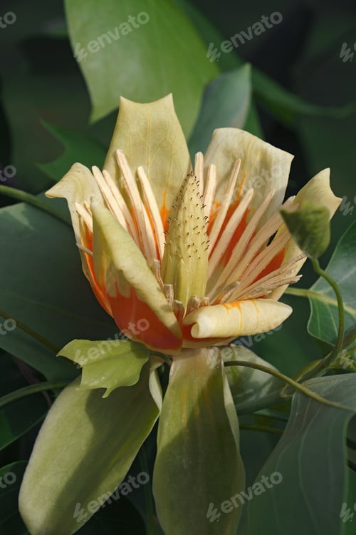 Preview: Tulip Tree (Liriodendron Tulipifera). Called Tuliptree, American Tulip Tree, Tulip Poplar, Yellow