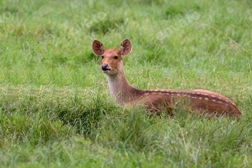 Preview: Red deer in a clearing