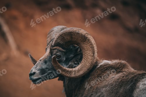Preview: Profile portrait of a bighorn sheep before the brown shaded background