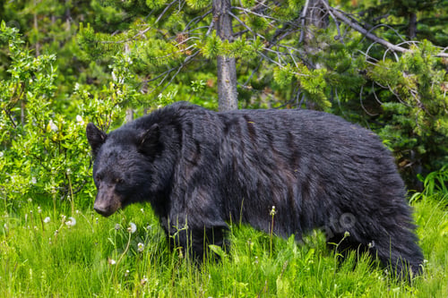 Preview: Black bear