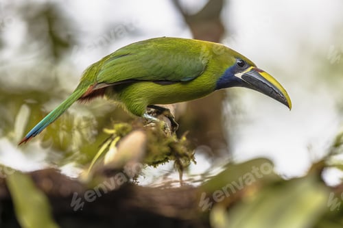 Preview: Emerald toucanet perched on branch