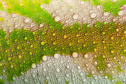 Preview: Close-up of Four-horned Chameleon skin, Chamaeleo quadricornis