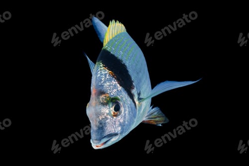 Preview: Stunning sea bream from the Mediterranean Sea
