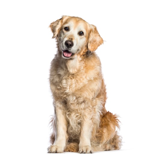 Preview: Golden Retriever, 12 years old sitting in front of white background