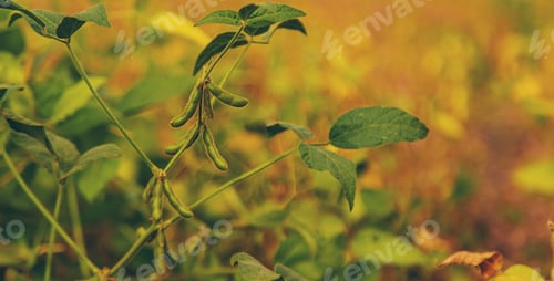 Preview: soybean grows on the field. Selective focus.
