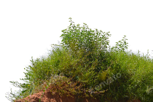 Preview: Grass isolated on white background.