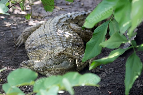 Preview: Crocodile in the wild