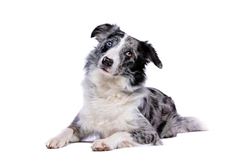 Preview: dog