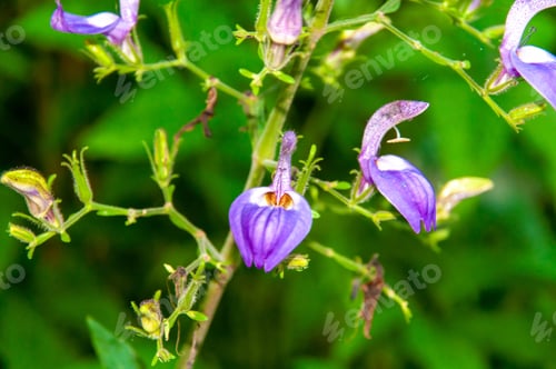 Preview: Closeup shot of Brillantaisia owariensis in the garden