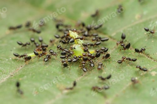 colonia de hormigas comiendo juntas