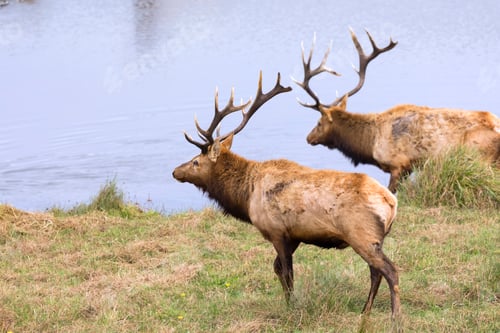 Preview: Elk