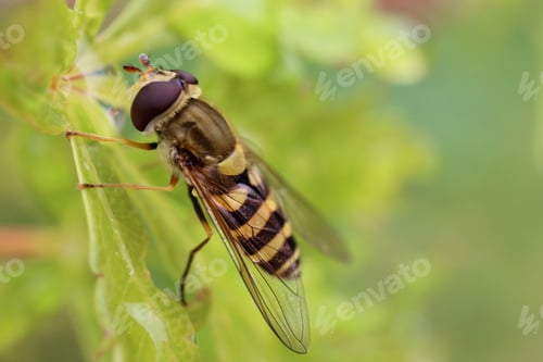 Preview: Black-legged forest hover fly
