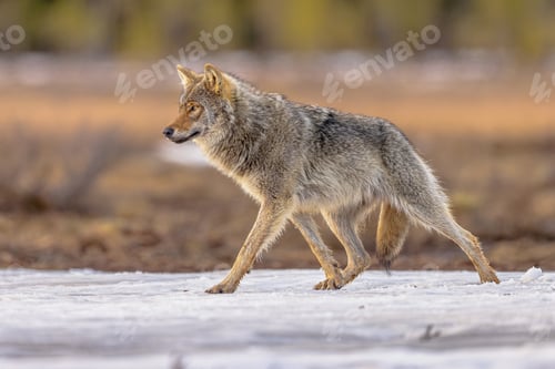 Preview: Eurasian Wolf walking in snow