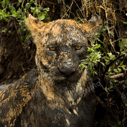 Preview: Close-up of a dirty lioness, Serengeti, Tanzania, Africa