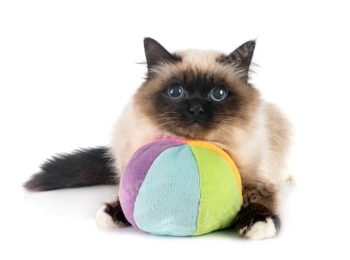 Preview: birman cat in studio
