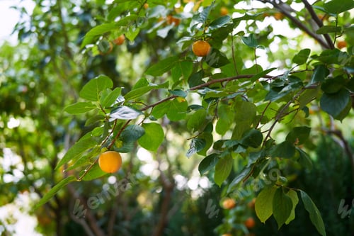 Preview: Green tree branches with orange persimmons in the garden