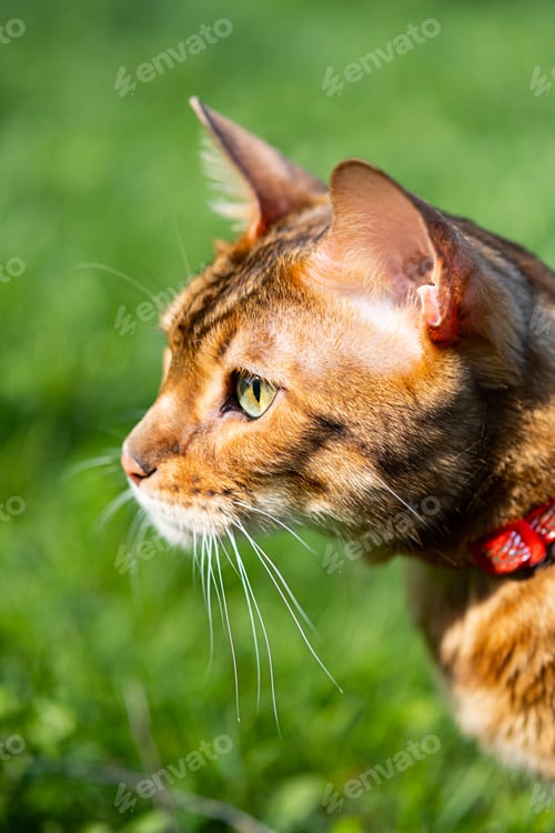 Preview: Portrait of Bengal Cat With Leash Walking Outdoors.