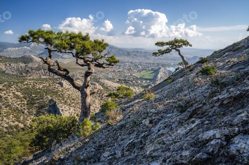 Preview: Mountain pines on the slope of mount Sokol Falcon in Republic of Crimea. Back sea