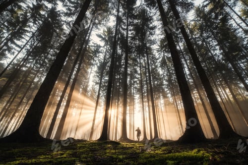 Vista previa: One man on his way in a sunrises on the forest.