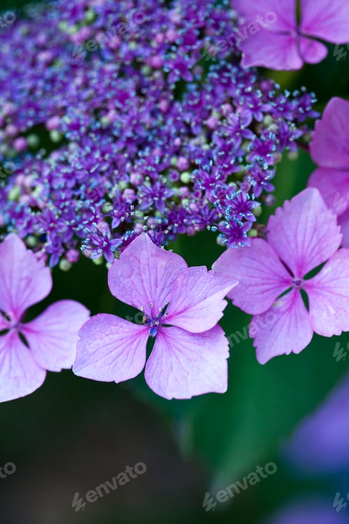 Preview: Violet leaves of an hydrangea