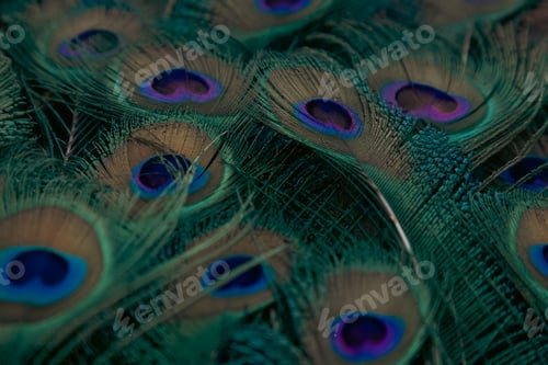 Preview: Vibrant peacock feather backdrop