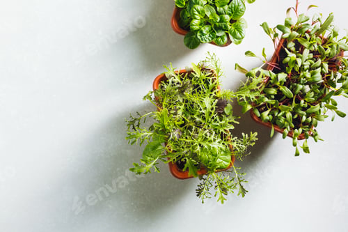 Preview: Young organic greens