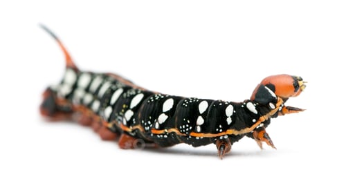 Preview: Spurge Hawk, Hyles Euphorbiae, caterpillar against white background