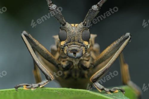Preview: long horn beetle
