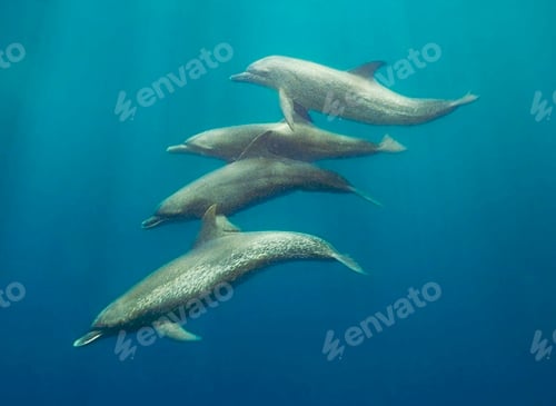 Preview: Underwater Photograph surrounded by coral reef scene