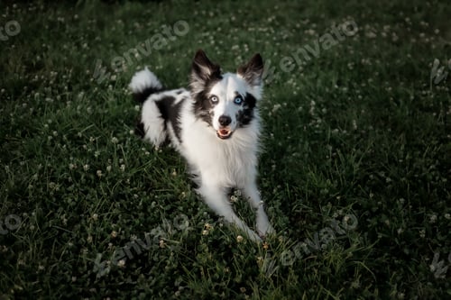 Preview: A dog with blue eyes is on a field of grass.