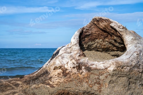 Preview: Big dry wood on the beach and seascape and blue sky