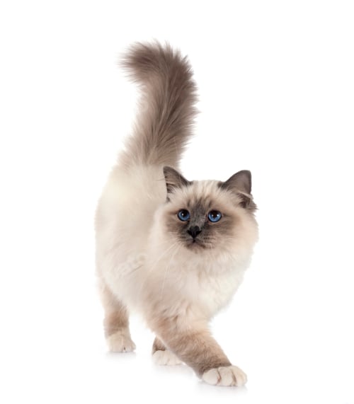 Preview: birman cat in studio