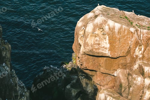 Preview: Majestic Seabirds Soaring and Perching on a Rugged Ocean Cliffside.