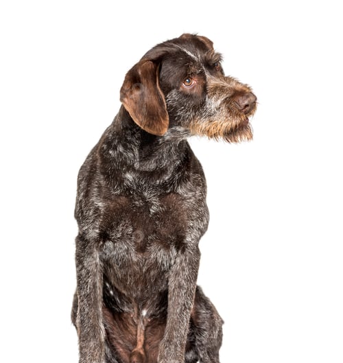 Preview: German Wirehaired Pointer also know as Drahthaar sitting against white background