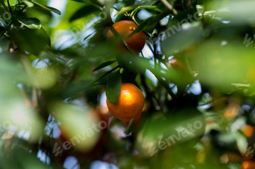 Preview: Small Orange Mandarines Hanging From A Tree Branch