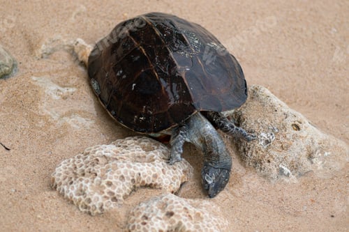 Preview: Dead shelled turtle corpse washed up in a beach upside down, land turtle drowned in seawater