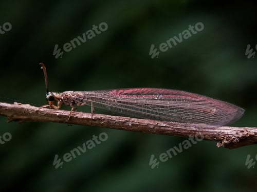 Preview: Ant lion