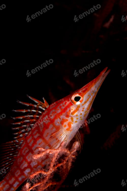 Preview: Vibrant longnose hawkfish perched underwater