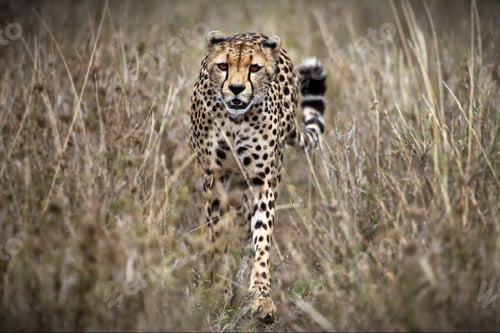 Preview: Field with beautiful leopards in Tanzania during daylight