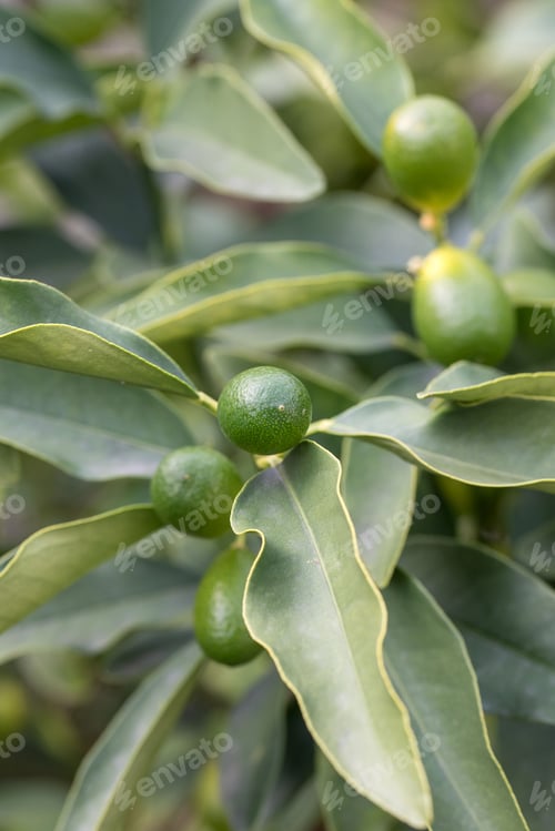 Preview: Vertical shot of green Desert Limes grown in the garden in spring