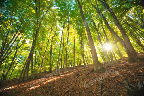 Preview: Forest deep in mountain.